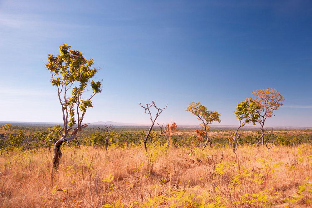 Foto mostra vegetação típica do Cerrado: árvores baixas, tortas e casca grossa.